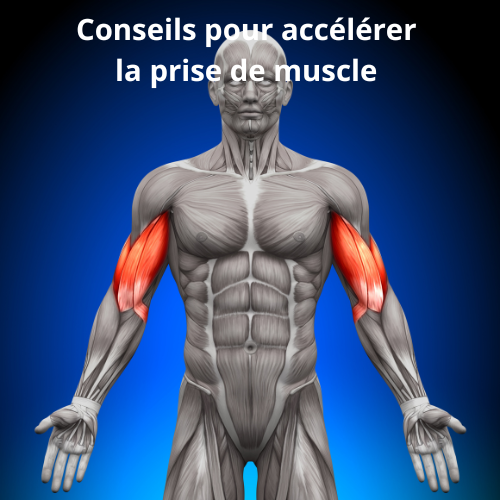 Conseils pour accélérer la prise de muscle et être plus efficace grâce à une construction musculation rapide mais qui va durer dans le temps 