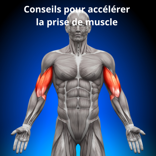 Conseils pour accélérer la prise de muscle