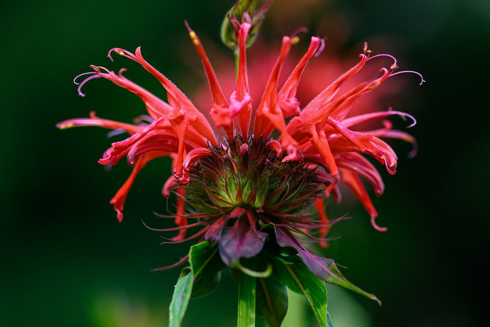 Le pouvoir extraordinaire des plantes en nutrition - Dossier plantes et Composants issus des plantes